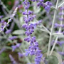 Perovskia atripl. Silvery Blue 40-50 cm 2,5L