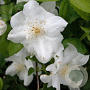 Philadelphus 'Natchez' 60-80 cm 15L solitair