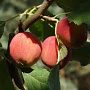 Malus 'Hyslop' 350-400 cm draadkluit meerstammig