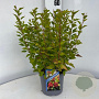 Physocarpus op. Raspberry Lemonade 25-30 cm 3,0L