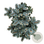 Picea pungens 'Blaukissen' 25-30 cm