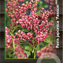 Pieris jap. 'Passion' 30-40 cm 5,0L