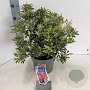 Pieris jap. Polar Passion 30-40 cm 5,0L