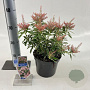 Pieris jap. Ralto Rose 30-40 cm 3,0L