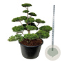 Pinus contorta 125-150 cm cont. 500L bonsai
