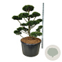 Pinus mugo 'Gnom' 125-150 cm cont. 285L bonsai