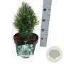Pinus mugo 'Green Column' 20-25 cm