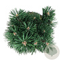 Pinus mugo 'Green Pearl' 20-25 cm