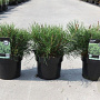 Pinus mugo pumilio 25-30 cm 3,0L