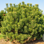 Pinus mugo uncinata 100-125 cm 40L solitair