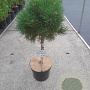 Pinus mugo 'Varella' 40 cm stam 10L