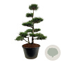 Pinus nigra nigra 225-250 cm cont. 500L bonsai