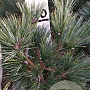 Pinus strobus 'Radiata' 40-50 cm met kluit