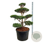 Pinus sylvestris 100-125 cm cont. 180L bonsai