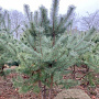 Pinus sylvestris 200-250 cm draadkluit meerstammig
