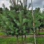 Pinus sylvestris 200-250 cm draadkluit meerstammig