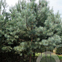 Pinus sylvestris 45-50 HO draadkluit 250 cm stam