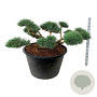 Pinus sylv. 'Repens' 150-175 cm cont. 500L bonsai