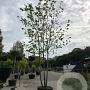 Platanus acerifolia 350-400 cm cont. 150L meerstammig