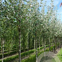 Populus alba 10-12 HO draadkluit
