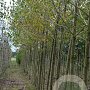 Populus nigra 14-16 HO draadkluit