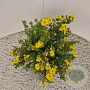 Potentilla f. 'Kobold' 25-30 cm 2,5L