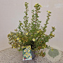 Potentilla f. 'Limelight' 25-30 cm 2,5L