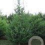 Pseudotsuga menziesii 300-350 cm draadkluit solitair
