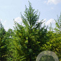 Pseudotsuga menziesii 350-400 cm draadkluit solitair