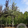 Pyrus elaeagnifolia 'Silver Sails' 14-16 HO draadkluit
