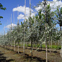 Pyrus salicifolia 'Pendula' 8-10 HO draadkluit