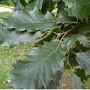 Quercus hispanica 'Lucombeana' 6-8 HO draadkluit