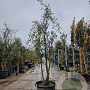 Quercus suber 250-300 cm cont. 130L meerstammig