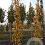 Quercus warei Regal Prince 12-14 HO draadkluit geveerd