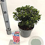 Rhododendron (AJ) 'Anouk' 20-25 cm 3,0L