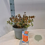 Rhododendron (AJ) Geisha Orange 20-25 cm 5,0L