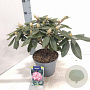 Rhododendron (Y) 'Marlis' 25-30 cm 5,0L