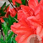 Rhododendron (AM) 'Mrs P. Koster' 20-30 cm 2,0L