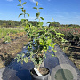 Philadelphus 'Belle Etoile' 60-80 cm 7,5L