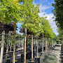 Robinia ps. 'Frisia' 14-16 HO cont. 70L