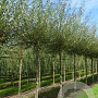 Salix alba 'Chermesina' 12-14 HO draadkluit geknot