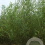 Salix triandra 550-600 cm draadkluit struik