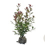 Photinia fraseri 'Red Robin' 80-100 cm met kluit