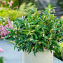 Sarcococca h. Fragrant Valley 20-25 cm 2,0L