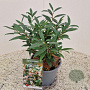 Sarcococca h. Purple Gem 25-30 cm 2,5L