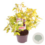 Physocarpus opulif. 'Dart's Gold' 40-45 cm 3,0L