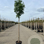 Sorbus 'Dodong' 10-12 HO 45L