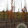 Sorbus 'Flanrock' 10-12 HO draadkluit