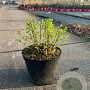 Spiraea jap. 'Little Princess' 30-40 cm 7,5L