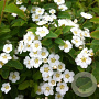Spiraea nipp. 'Halward's Silver' 30-35 cm C1.5